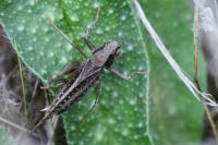Platycleis albopunctata