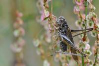 Platycleis albopunctata
