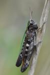 Omocestus rufipes