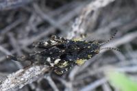 Tetrix undulata