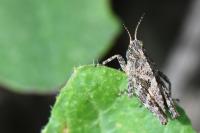 Tetrix undulata