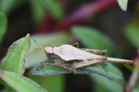 Tetrix subulata