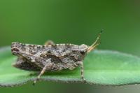 Tetrix undulata