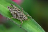Tetrix undulata
