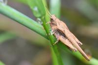 Tetrix subulata