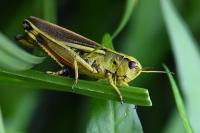 Stethophyma grossum