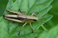 Stethophyma grossum