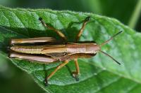 Stethophyma grossum