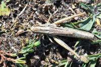 Euchorthippus declivus