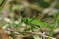 Phaneroptera falcata