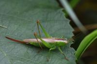 Conocephalus fuscus