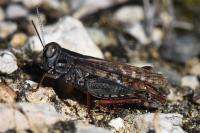 Calliptamus italicus