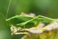 Phaneroptera nana