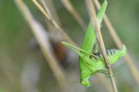 Phaneroptera nana