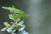 Phaneroptera nana
