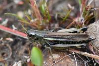 Stethophyma grossum