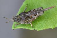 Tetrix ceperoi