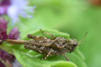 Tetrix ceperoi