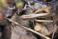 Chorthippus albomarginatus