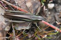 Stethophyma grossum