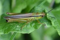 Mecostethus parapleurus