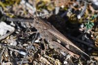 Aiolopus strepens