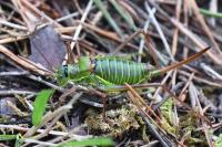 Ephippiger diurnus