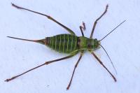 Ephippiger diurnus