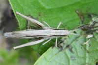 Chorthippus albomarginatus