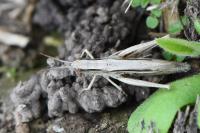 Chorthippus albomarginatus