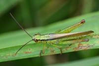 Mecostethus parapleurus