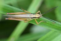 Mecostethus parapleurus