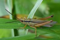 Mecostethus parapleurus