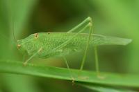 Phaneroptera falcata