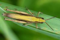 Chorthippus dorsatus