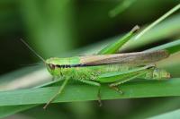 Mecostethus parapleurus