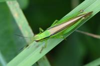 Mecostethus parapleurus