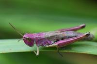 Pseudochorthippus parallelus