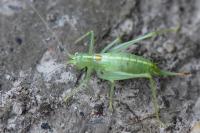 Meconema meridionale