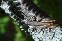 Gomphocerippus rufus