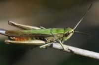 Chorthippus dorsatus