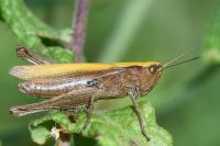 Chorthippus dorsatus