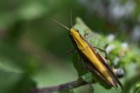 Chorthippus dorsatus