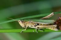Chorthippus albomarginatus