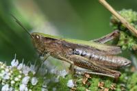 Chorthippus dorsatus