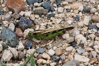 Aiolopus thalassinus