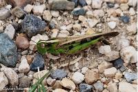 Aiolopus thalassinus