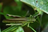 Stethophyma grossum
