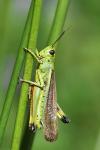 Stethophyma grossum