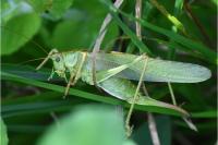 Tettigonia viridissima
